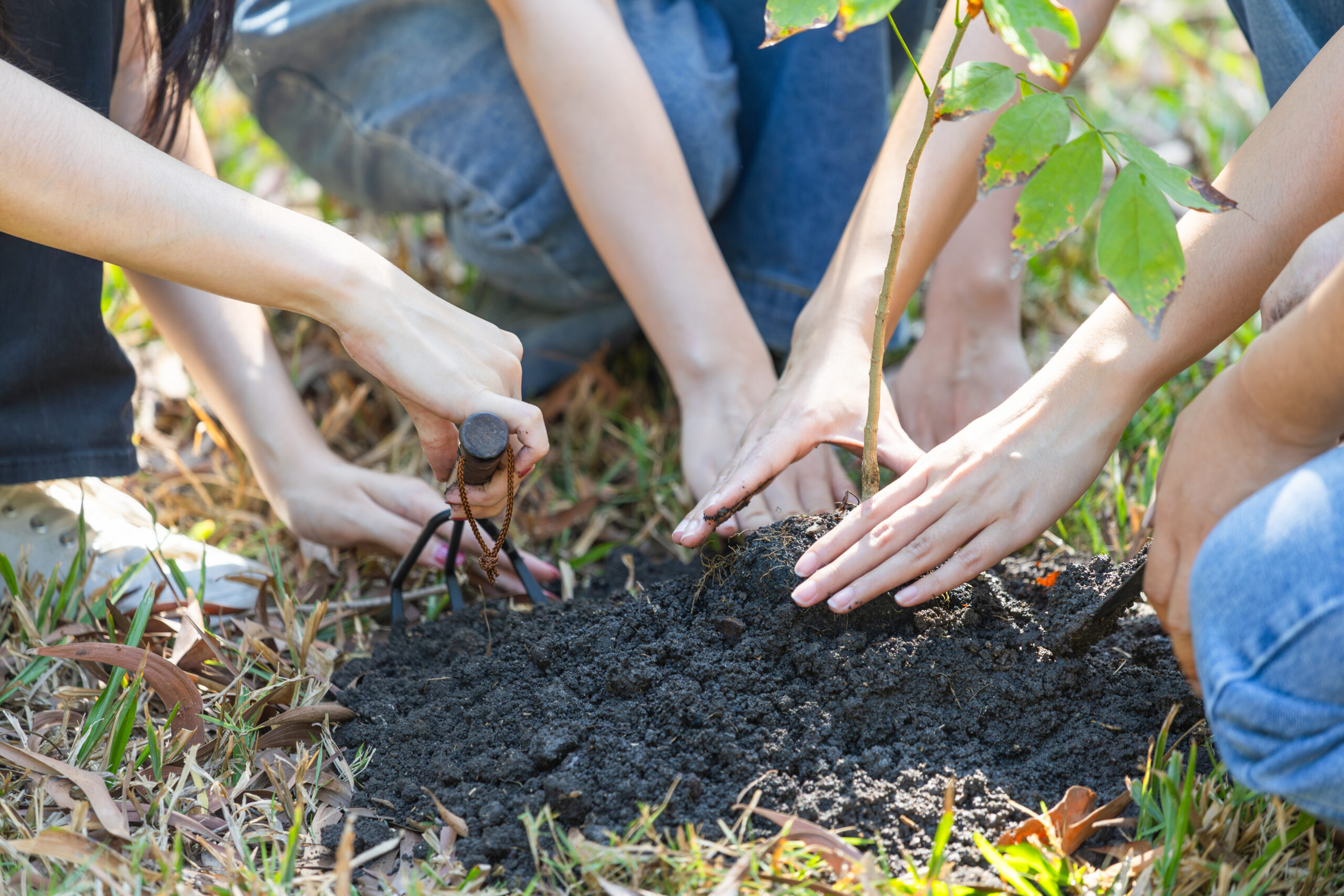 Teamwork in Nature, Volunteers Preparing to Plant Trees, Young woman team volunteer planting tree, female volunteer team in park for charity event, Group planting a tree in the community